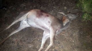 Avlanması yasak olan kızıl geyik kaçak avcılarca vuruldu